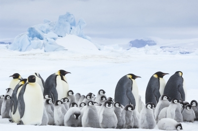 Film Still aus - Die Reise der Pinguine 2